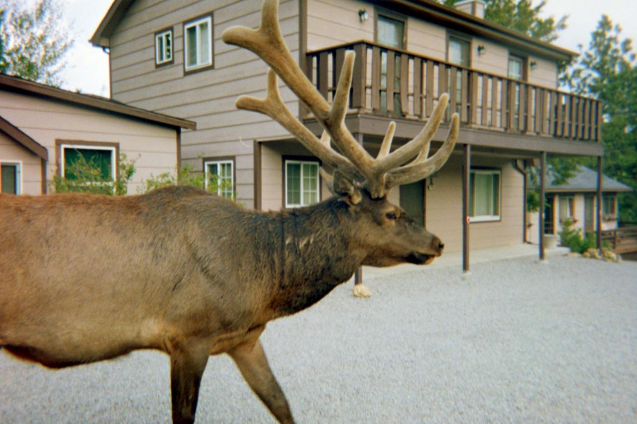 Skyline Cottages Estes Park Extérieur photo